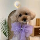 펫살롱 토비몰리 이미지