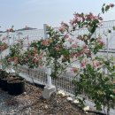 구지동로 이미지