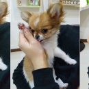 리얼허브애견카페 이미지