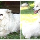 영우농장3 이미지