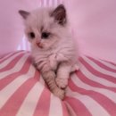 도그마루 강아지 고양이 양산화명점 이미지