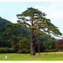 10/21 충북 보은 속리산(천황봉. 1058m) 산행 안내 이미지