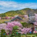 봄 - 완주군 지사제로 161 | 봄