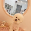 댕댕이를 부탁해 이미지