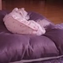 디엔씨펫 이미지