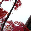 갤러리광고 이미지