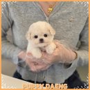 화이트포메라니안 | 논산 화이트 포메라니안분양 경험 후기