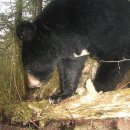 호랑이와 반달곰 이미지