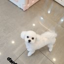 푸숑푸숑 이미지