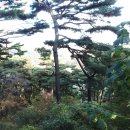 푸른소나무