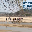 3 | 영주 무섬마을 외나무다리 현실후기및 핵심볼거리 3