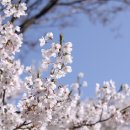 벚꽃약국 이미지