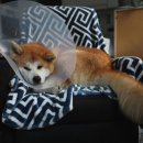 일산시티 동물의료센터 이미지