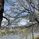 충주큰길약국 | 충주 벚꽃 명소 하방마을 벚꽃길 드라이브 봄나들이 후기 숨은 벚꽃 스팟