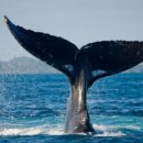 고래부동산중개사무소 이미지