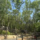 숲속애견샵 | 대전 성북동숲속야영장 애견동반캠핑 / 바람9번 후기 / 대전캠핑장추천 / 성북동산림욕장