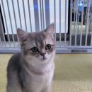 놀면묘하냥 고양이카페 이미지