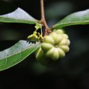 만두나무 이미지