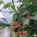 향남농장 이미지