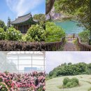 제주도 여행코스 혼자 6월 동쪽 수국 메밀꽃 메밀밭까지