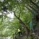 지리산 뱀사골 신선길(2018.05.21) 이미지