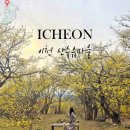도립리 육괴정 | 경기도 이천 산수유마을 축제 당일치기 여행 봄꽃 명소 실시간 개화