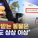 상상초월 '스타 반려동물' SNS 수익…게시물당 약 '4000만원' 이미지