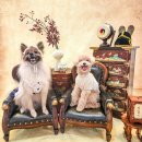 김구백이 이미지