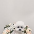 마이리틀멍 이미지