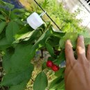 별이&체리 이미지