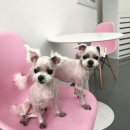 더 빛나개(The 빛나개) 이미지