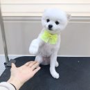 펫뷰티샵 페이보릿 이미지