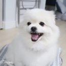 다몽그루밍 네이버블로그