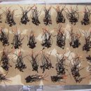 야생동충하초 노린제,거품벌레 판매 이미지