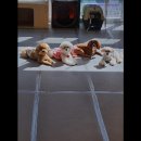 올케어댕 이미지