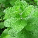 애플민트 키우기 이미지