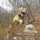 호랑이곶감