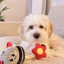 퍼피모리 이미지