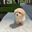 플러피펫 이미지