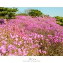 4월12일 한국의 베니스 금빛수로와 연분홍 진달래가 함께하는 김포여행길 이미지