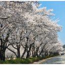 백리벚꽃길 네이버블로그