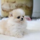 멍멍이샵 이미지