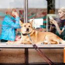 스마트독까페 이미지