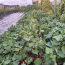 해뜬농장 이미지