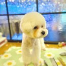 아이러브독 애견미용실 이미지