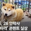 동물보호단체 실상 이미지