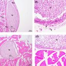 벤자리 Parapristipoma trilineatum의 Kudoa lujanus 이미지