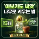 수경반점 | 마트에서 산 아보카도 씨앗으로 시작하는 반려식물 — 발아부터 화분 관리까지 완전 정복