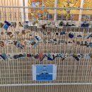 독도의 날 후기(용남고) 이미지