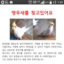 서울 성수1가2동 왕관앵무새 찾아요 이미지
